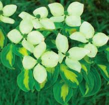 C202 Cornus kousa Gold Star (A11) (28.