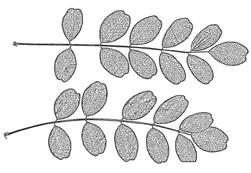 Colutea L.