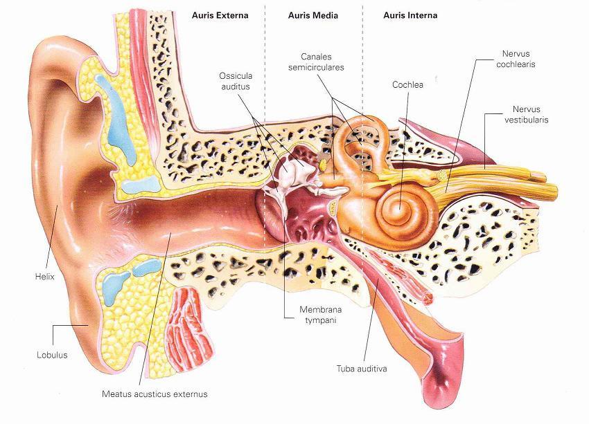 nezbytné pro normální funkci převodního systému středouší. Otevření Eustachovy trubice zajišťují svaly měkkého patra, v klidovém stavu je uzavřená.