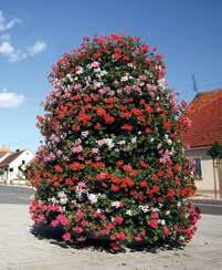 Pelargonie líliověružová liliová růžový polostín Pelargonie růžová růžový polostín