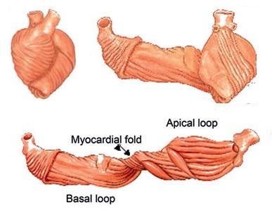 health and disease: Part I the normal heart. Buckberg GD, et al.