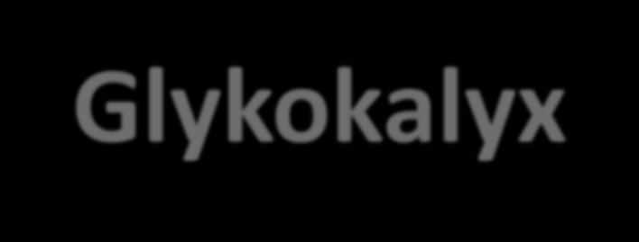 Glykokalyx ////////////////////////////////////////////// P cap π cap ///////////////////////////////////////////// P is π is Revised Starling equation and the