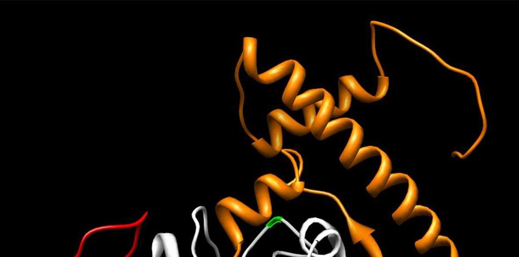 Osa y označuje množství fluoroforu v pikomolech vyprodukovaných za 1 s v přítomnosti rfmcl a peptidového substrátu o dané kombinaci aminokyselin.