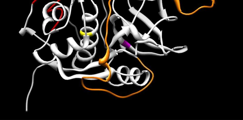 Struktura proteinu FmCL vytvořená použitím programu MODELLER 9.7. 3D model FmCL.