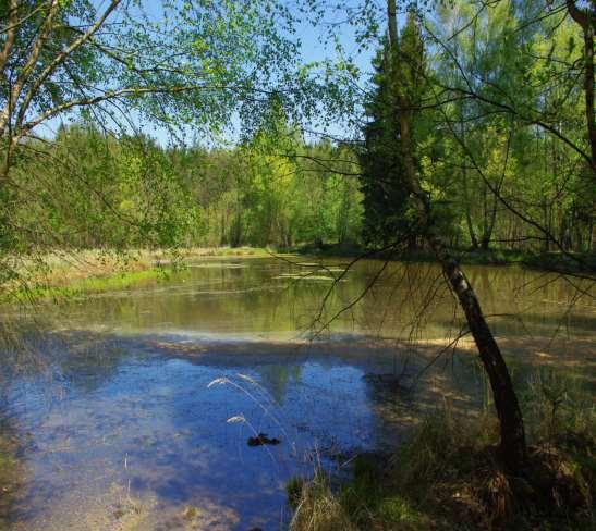 hladina (rybník, vodní