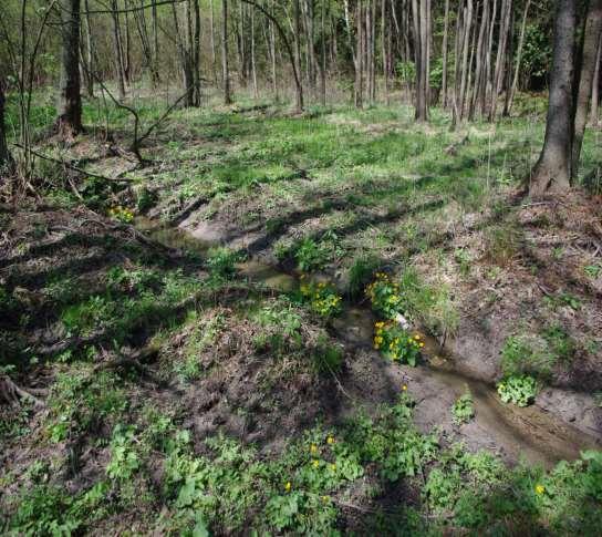 Nasycený povrch (mokřad,