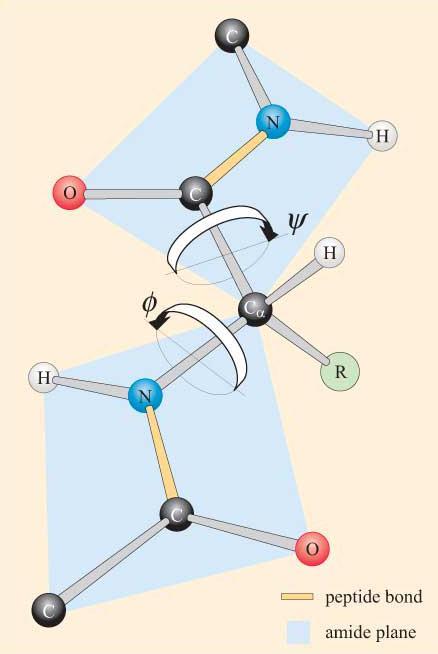 7 Obrázek 1: Peptidové torzní úhly Část polypeptidu s vyznačenými planárními peptidovými skupinami spojenými atomem Cα.