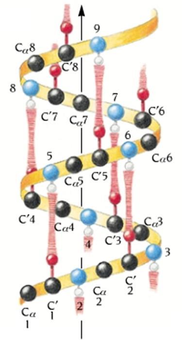 9 4.3 Helix Alfa-helix (obr. 3) je nejčastější pravidelnou strukturou v globulárních proteinech. Byl popsán Paulingem v roce 1951 (Pauling et al., 1951).
