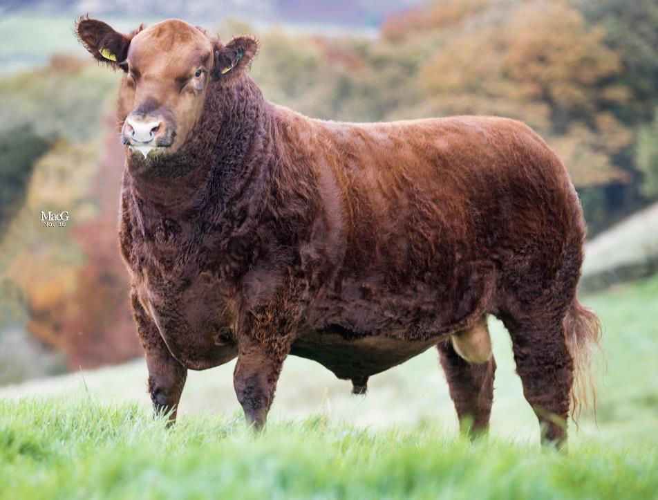Nabídka ID ABERDEEN ANGUS na rok 2019 Vážení chovatelé plemene aberdeen angus, připravili jsme pro Vás výběr nejzajímavějších inseminačních dávek býků.