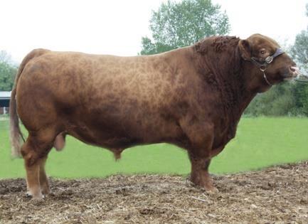LANIGEN RED MIKADO ( Deep Canyon x Red Falcon ET) cena 650 Kč Mikado je býk, který (kvůli nedostupnosti) nahrazuje v naší nabídce svého otce Canyona (foto).