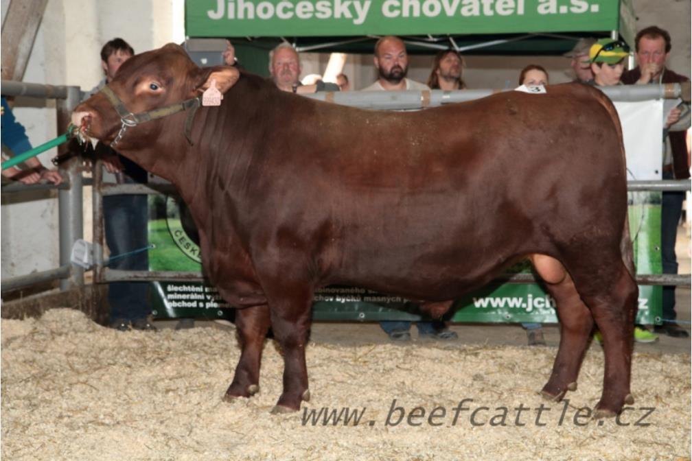 ZDENDA AFM (Redfaktor x Logik AFM) cena 250 Kč Obrovskou předností Zdendy je jeho enormní růstový potenciál. V 210 dnech měl 351 kg a v roce 598 kg.