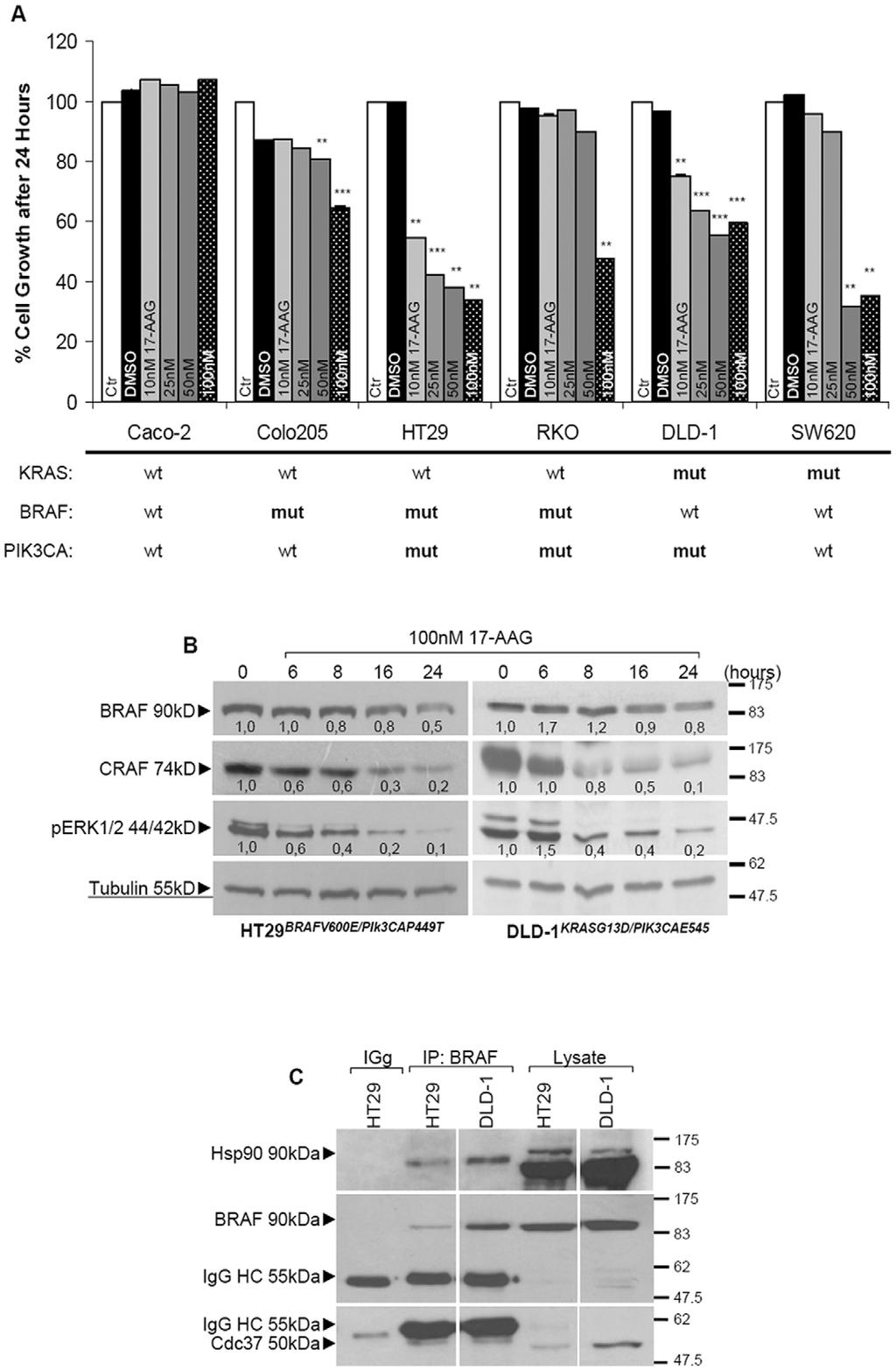 BRAF, PIK3CA Predict PLX4720/17-AAG/TRAIL Effects Figure 2. Presence of BRAF V600E, an Hsp90 client protein, confers sensitivity to 17-AAG in colon cancer cells.