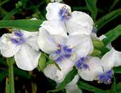 W2458 OSPREY W2466 CHARLOTTE W2455 INNOCENCE W2465 CAERULEA PLENA W2452