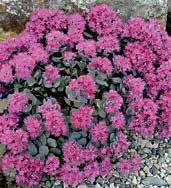 Z5106 SCHORBUSER BLUT Z5156 BRIGHT PINK Z5163 PURPUR WINTER s. spurium krásné dekorativní listy jsou purpurově červené a světlé (i přes zimu) růžové květy.