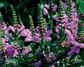 SKALKOVÉ PLAMENKY Skalkové plamenky, latinsky phlox, jsou stálezelené a plně mrazuvzdorné trvalky. Nabízíme plamenky ŠÍDLOLISTÉ p.