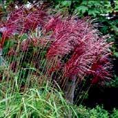 OZDOBNICE Ozdobnice čínská, miscanthus sinensis jsou monumentální okrasné rákosovité trávy vyžadující slunnější stanoviště a na živiny bohatou půdu.