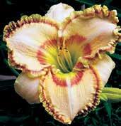 D1636 ELLIS POWELL D0064 EL DESPERADO D1078 ELEGANT UNIVERSE D1078 ELEGANT UNIVERSE Stamile 07,TET,EV,E,RE.