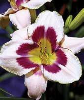 D2130 GREEN ILLUSION D0599 HEARTS OF FIRE D2134 GRAND PACIFIC D2134 GRAND PACIFIC Trimmer 11,TET,EV,M,RE.