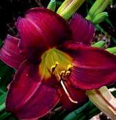 D0919 BLACK CAESAR D0802 INNER DESTINY D1405 JAMAICAN PARADISE D0678 INHERITED WEALTH Carr 99,TET,EV,RE.