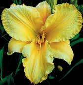 Výška 65 cm HM 02, AM 06. Orchideovitá forma květů. D1185 MISSISSIPPI MAN Trimmer 07,TET,EV,E,RE.