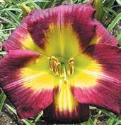 Broskvově růžové, téměř 15 cm velké květy mají orchideově růžový prstenec, žlutozelené hrdlo a jemně zvlněné okraje dvojí