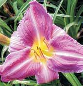 D0145 PRAIRIE BLUE EYES D1532 PRECIOUS CANDY D0423 PRETTY FANCY D0566 POWERFUL WOMAN D0850 PRAIRIE FIRE D0565 PLAYGROUND Heemskerk