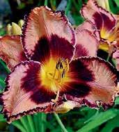 Orchideově purpurové, 15 cm velké zřasené květy s kontrastním nefritově zeleným středem a velkým, burgundsky vínovým