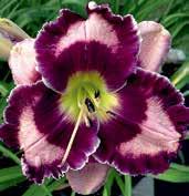 D1449 SPACE WARP D1257 SPACECOAST BODACIOUS BLUSH D1258 SPACECOAST BOLD BUCCANEER D0877 SPACECOAST DISCOVERY D1262 SPACECOAST DEVILS EYE D1447 SONG OF THE