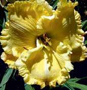 D0657 SUMMER BOUQUET Roycroft 00,TET,DOR,RE.