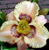 D1665 VICTORIAN GARDEN HEAVEN APPLAUSE D2140 VERY BERRY CANDY D0704 VERA BIAGLOW D0704 VERA BIAGLOW Moldovan 84,TET,DOR.