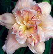 D0053 DOUBLE DREAM D0761 DANCING WITH PINK D0390 CONDILLA D0390 CONDILLA Grooms 87,DIP, DOR.