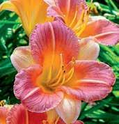 D0108 LONGFIELDS BEAUTY Heemskerk 05,DOR,SEV,RE.