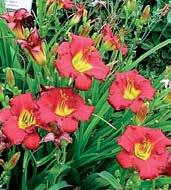 D0484 PURPLE DE ORO D0301 ROSY RETURNS Apps 99,DIP,SEV,EE,RE.