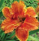 D0175 SILOAM VIRGINIA HENSON D2074 EveryDaylily CERISE D0187 STELLA DE ORO D0885 STRAWBERRY BORDER D2318 EveryDaylily