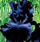 I1583 MAJESTIC RULER Schreiner 07 orchideově purpurový self se žlutými kartáčky.