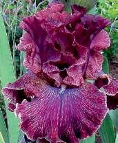 88 cm. Z Decadence x Brave Face.