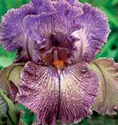 I1506 PURPLE RITZ I1507 PURPLE SERENADE Schreiner 05 královsky purpurový self s maximální