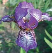 orchideově plikátované. Výška 30 cm. HM 2009. Fancy plikáta! 1 kus 20 Kč, 3/50 Kč.