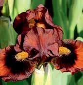 I4494 LUCY S CHOICE I4189 NO CONTEST I4108 PATACAKE I4499 OLIVES AND UMBER Blyth 06
