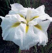 I5081 GOLD BOUND I5007 GOOD OMEN I5083 GREYWOODS CATRINA I5086 EILEEN S DREAM I5082 ANGEL MOUNTAIN JAPONSKÉ KOSATCE Jsou to kosatce z