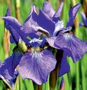 I5659 BLUE MOON I5507 BUTTER AND SUGAR I5676 CAESAR S BROTHER I5590 BABY SISTER I8814 virginica DARK AURA I8814 virginica DARK AURA Hewitt 96
