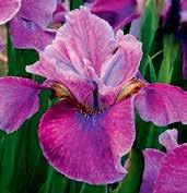 I5689 RUFFLED VELVET McEwen 73 sametově purpurově až švestkově modrý s výbornou substancí s jemně