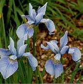 I5654 SOFT BLUE I5532 SILVER EDGE I5531 SHIRLEY POPE I5531 SHIRLEY POPE McEwen 89 dóm je purpurově fialový, faly