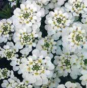 ASTRY SÉRIE ISLANDS Nové hybridní zakrslé odrůdy vyšlechtené z aster novi-belgii a aster
