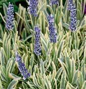Z1718 PLATINUM BLONDE Z1532 ELLAGANCE PINK Z1427 HIDCOTE COMPACT Z0585 ELLEGANCE ICE Z0054 ELLAGANCE PURPLE LEVANDULE