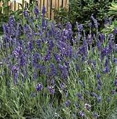LEVANDULE ÚZKOLISTÉ Levandule úzkolisté, latinsky lavandula angustifolia jsou stálezelené, v létě kvetoucí keříky s