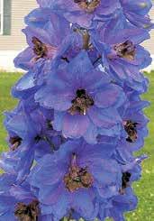 MAGICKÉ FONTÁNY Delphinium cultorum MAGIC FOUNTAINS výška 80 cm. Kvetou červen až srpen. Vhodné i do nádob.