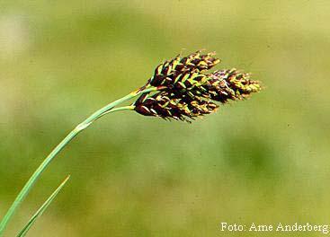 Carex