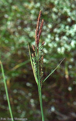 Carex