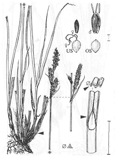 Carex cespitosa (Ostřice trsnatá) trsnatá (stoličkovité trsy) matné červenofialové bezčepelné pochvy,